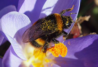Bumblebee Queens and the Quest for Conservation