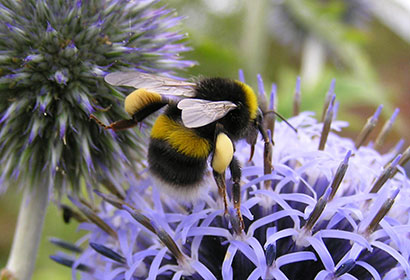 Bumblebee Queens and the Quest for Conservation